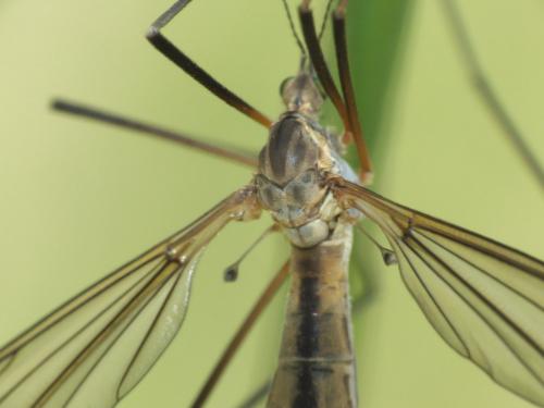 Tipula vernalis
